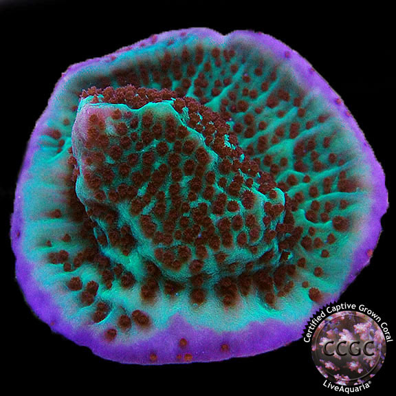 LiveAquaria® CCGC Aquacultured Purple Rim Danae Montipora Coral