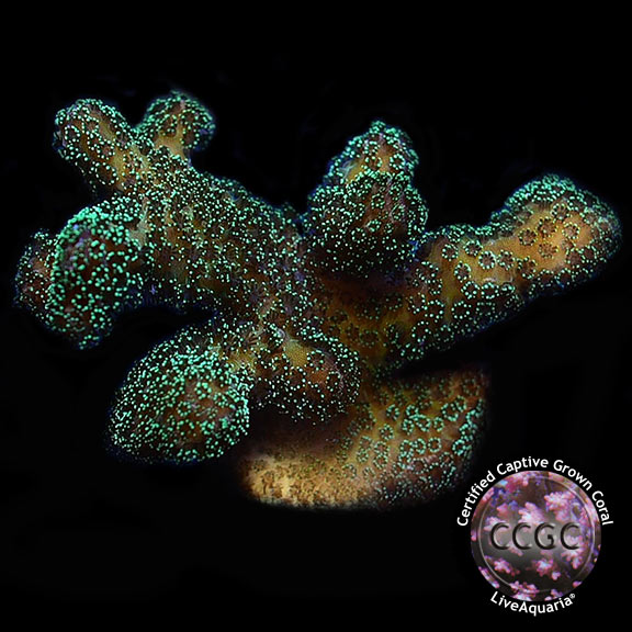 Butternut Stylophora Coral, Aquacultured