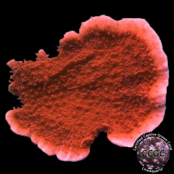 LiveAquaria® CCGC Aquacultured Red Candy Cap Coral: Saltwater