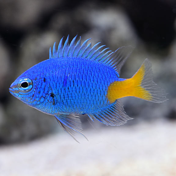 Yellowtail Damselfish