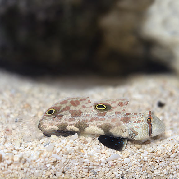 Two Spot Goby