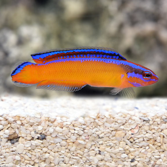 Neon Dottyback, Captive-Bred