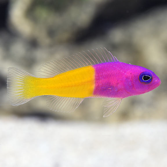 Dottyback care sale