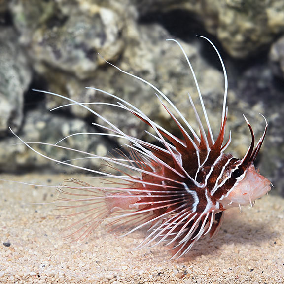 Radiata Lionfish: Saltwater Aquarium Fish
