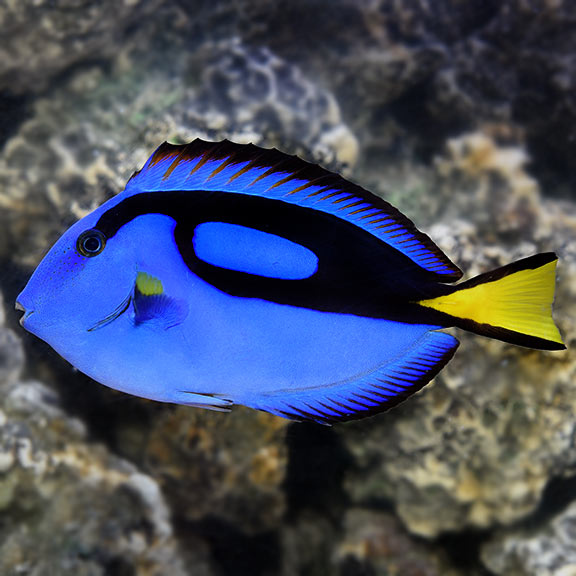 Blue Tang: Saltwater Aquarium Fish for Marine Aquariums