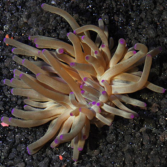 saltwater aquarium invertebrates for