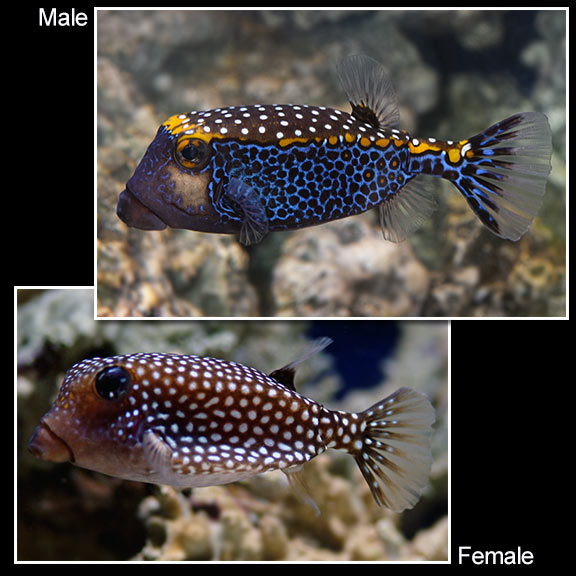 Boxfish: Saltwater Aquarium Fish for Marine Aquariums