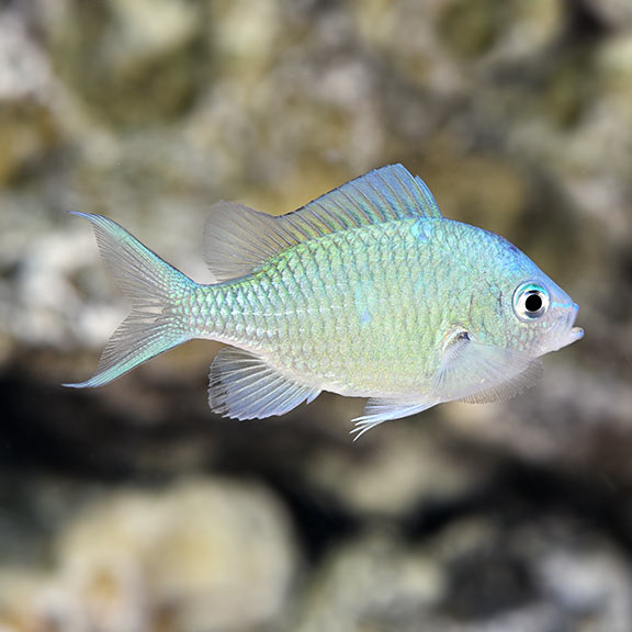 Green Reef Chromis: Saltwater Aquarium Fish for Marine Aquariums