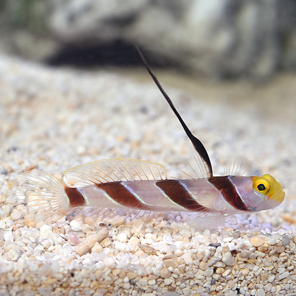 plus dom hende Hi Fin Red Banded Goby: Saltwater Aquarium Fish for Marine Aquariums |  Ships from LiveAquaria® Wisconsin Facility
