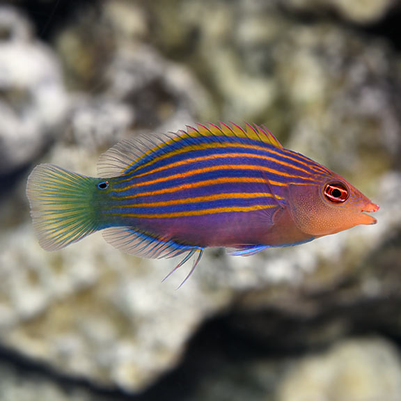 lg_76307_Six_Line_Wrasse.jpg