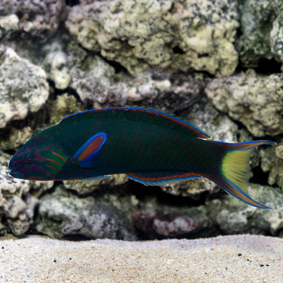 Lyretail Wrasse: Fish-Only Saltwater Aquarium Fish