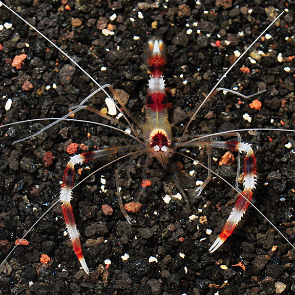 Banded Coral Shrimp: Saltwater Aquarium Shrimp for Marine Reef Aquariums