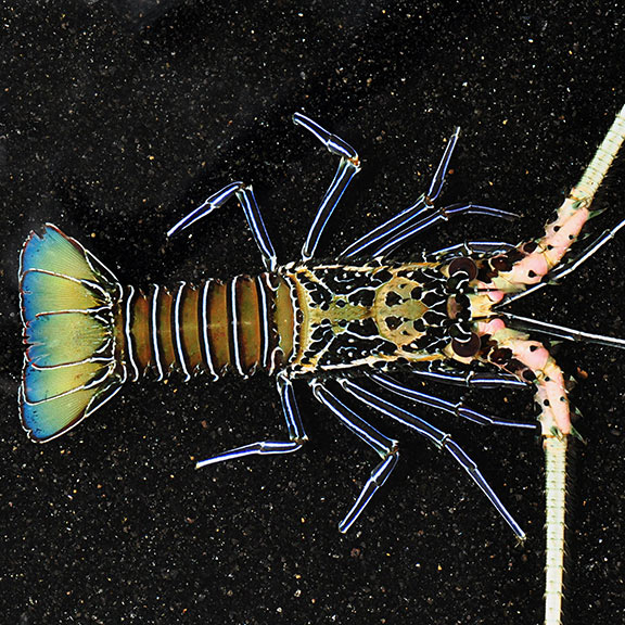 Spiny Lobster, Blue: Saltwater Aquarium Invertebrates