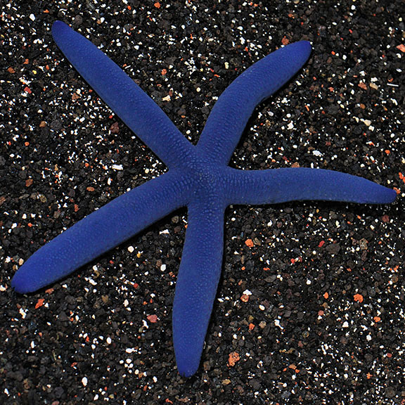 Linckia Sea Star, Blue EXPERT ONLY