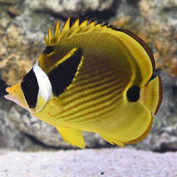 Raccoon Butterflyfish