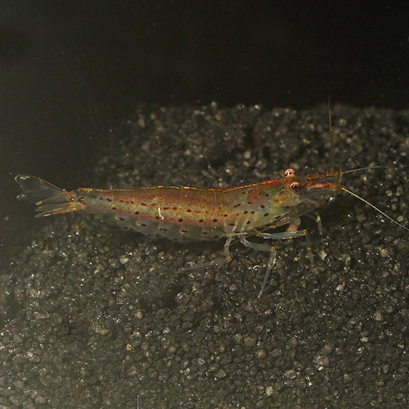 Japonica Amano Shrimp