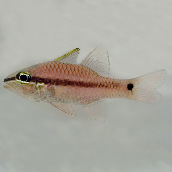 Band Tail Black Spot Cardinalfish Saltwater Aquarium Fish