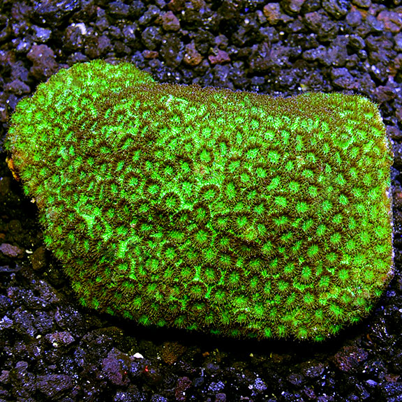 Brain Coral, Versiopora Pineapple, Plesiastrea versipora: Saltwater