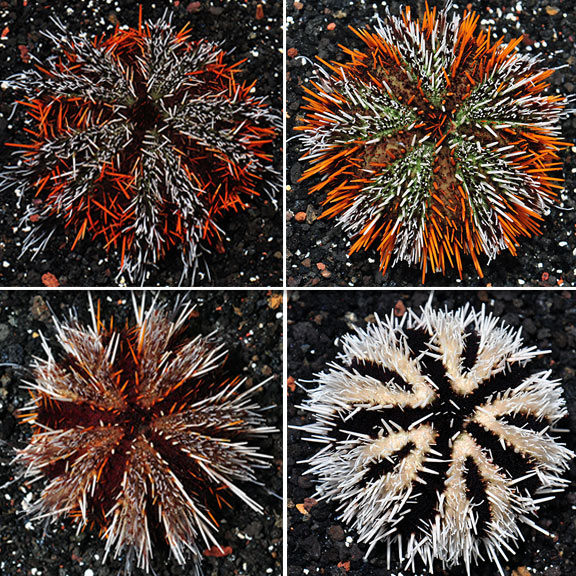 Hairy Pincushion Urchin