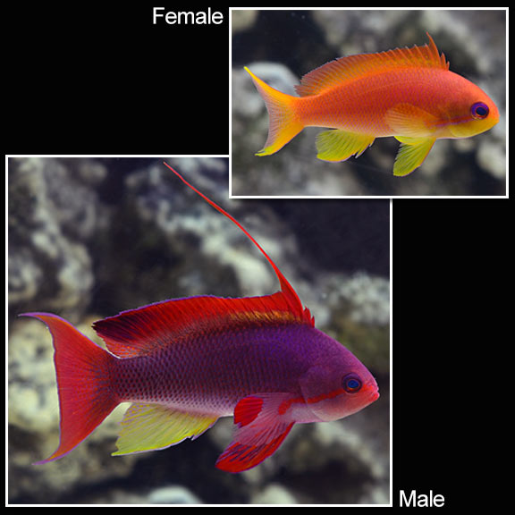 Lyretail Anthias