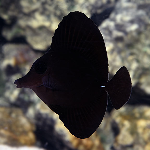 Black Tang - Tangs - Saltwater Fish