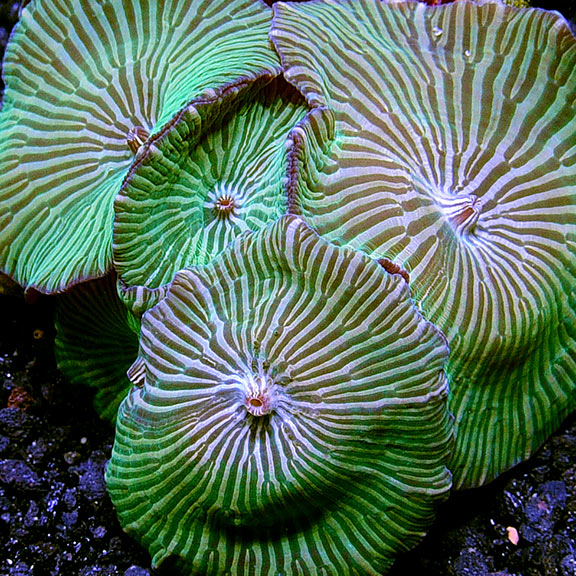 Green Striped Mushroom: Saltwater Aquarium Corals for Marine Reef Aquariums