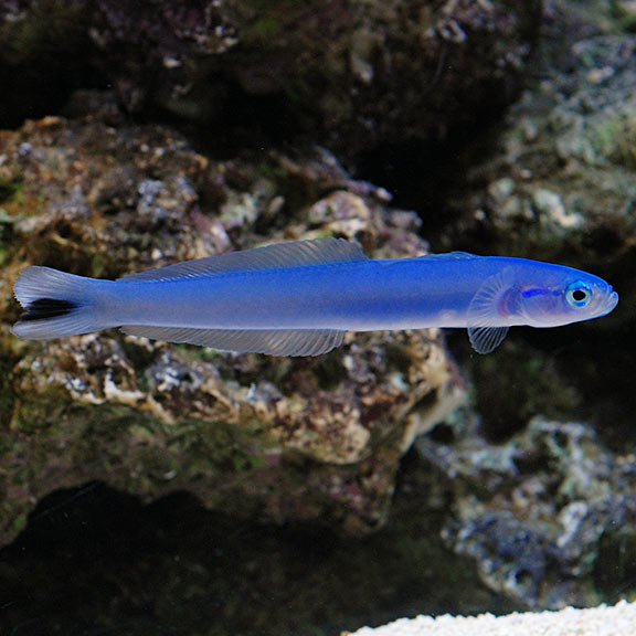 Blue Gudgeon Dartfish