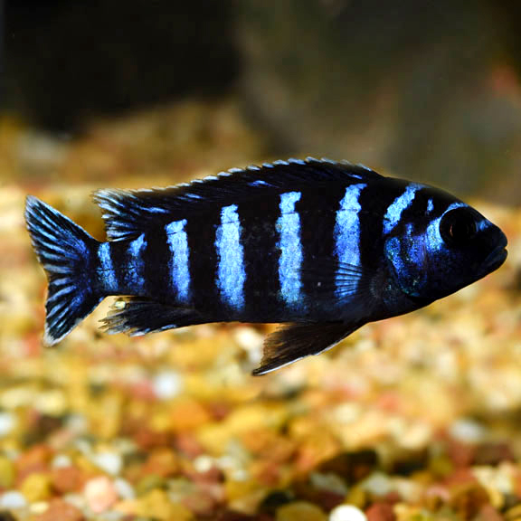 Demasoni Cichlid