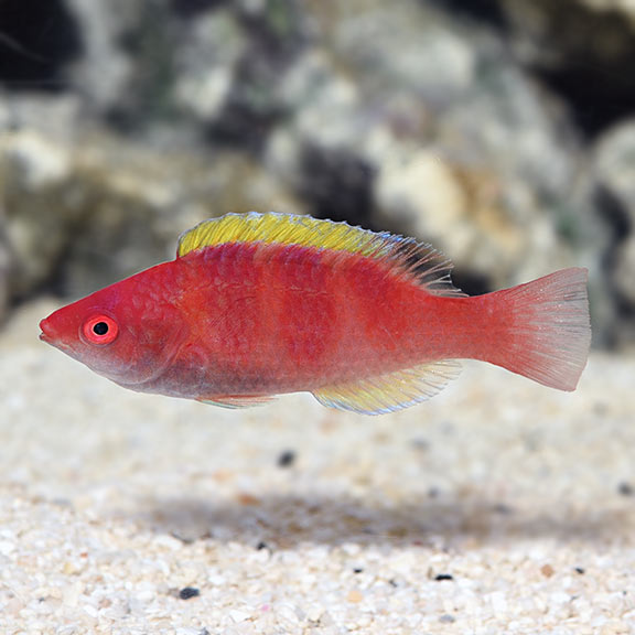 Wrasse