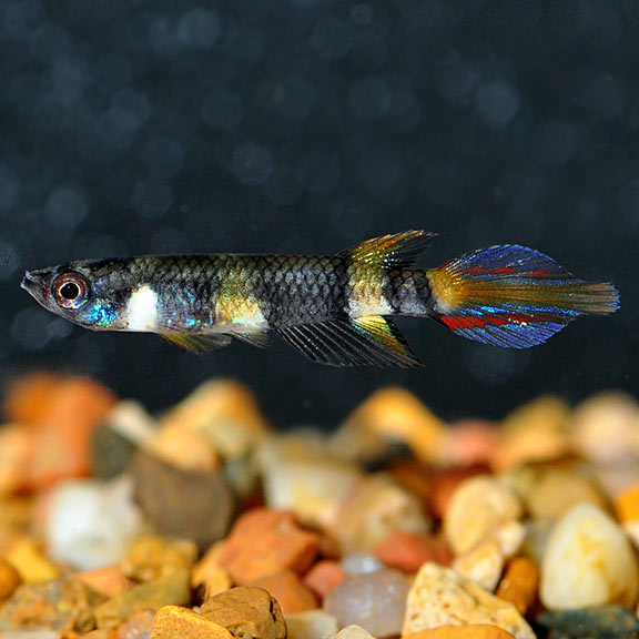 Clown Killifish, Captive-Bred: Tropical Fish for Freshwater Aquariums