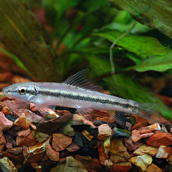 Chinese Algae Eater: Tropical Fish for Freshwater Aquariums