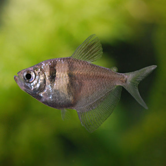The Complete White Skirt Tetra Care Guide