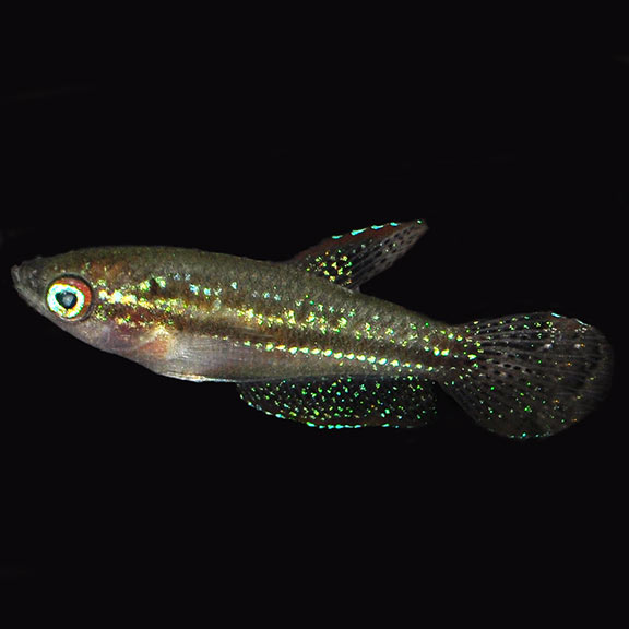 Sparkling Gourami Betta