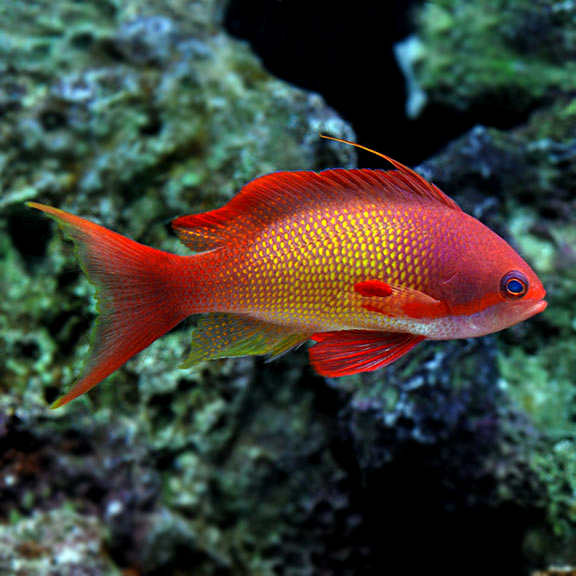 Indian Ocean Lyretail Anthias