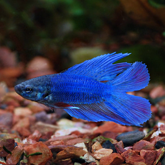 Twin Tail Betta Siamese Fighting Fish: Tropical Fish for Freshwater Aquariums