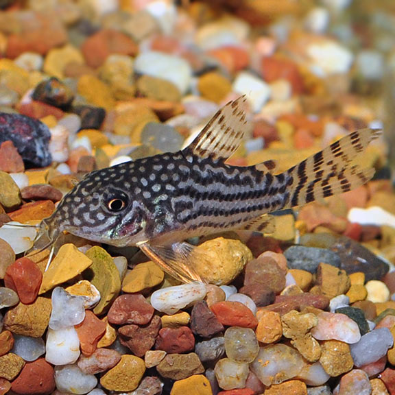 Sterba's Cory Cat