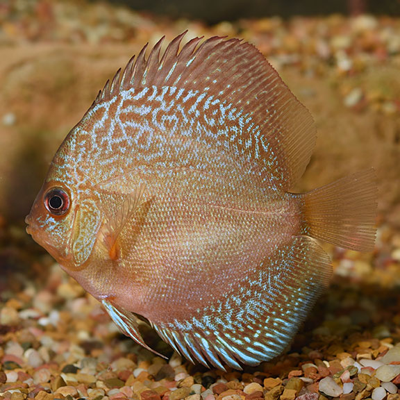 Snakeskin Discus: Freshwater Aquarium Fish | Ships from LiveAquaria
