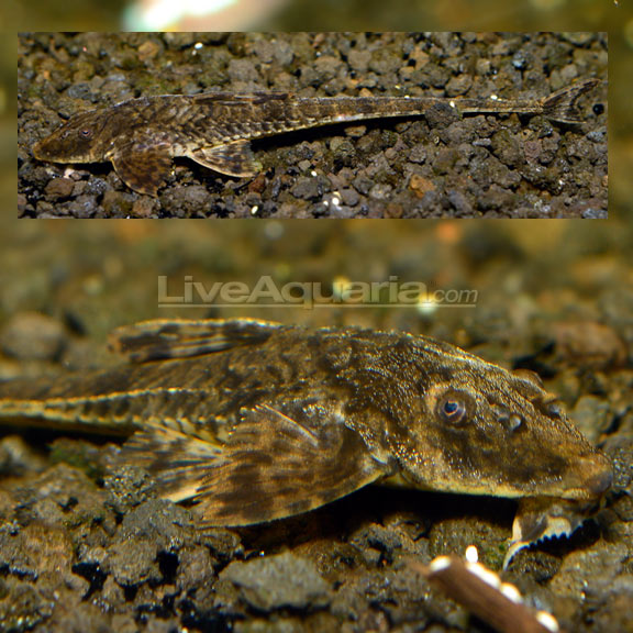 Whiptail Catfish