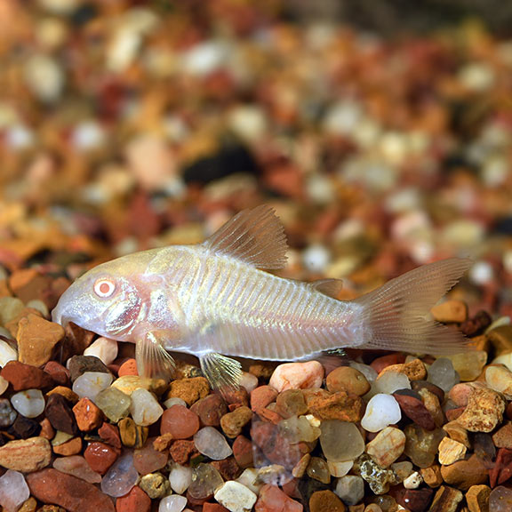 Albino Aeneus Cory Cat