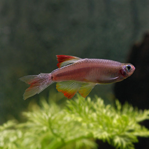 Long Fin White Cloud Freshwater Aquarium Minnows