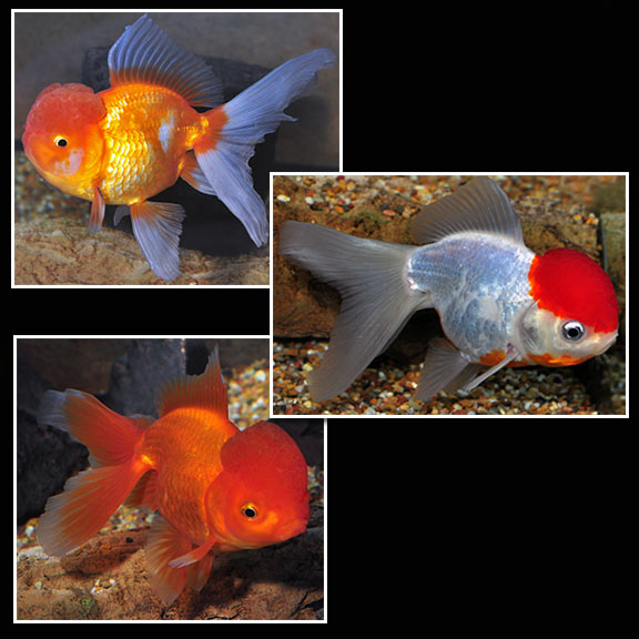 Oranda Fancy Goldfish, Assorted: Tropical Fish for Freshwater Aquariums