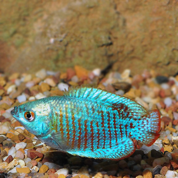 gourami fish male female difference