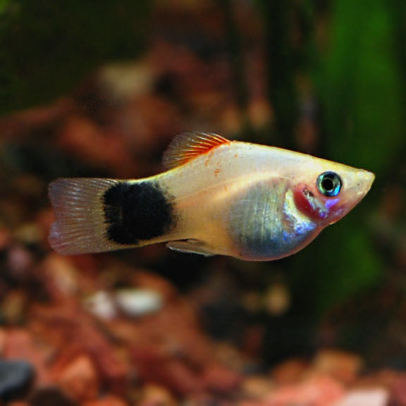 tropical fish for freshwater