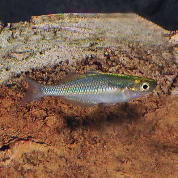 Turquoise rainbow deals fish care