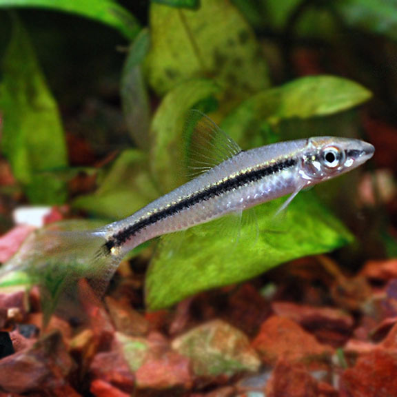 japanese algae eater fish