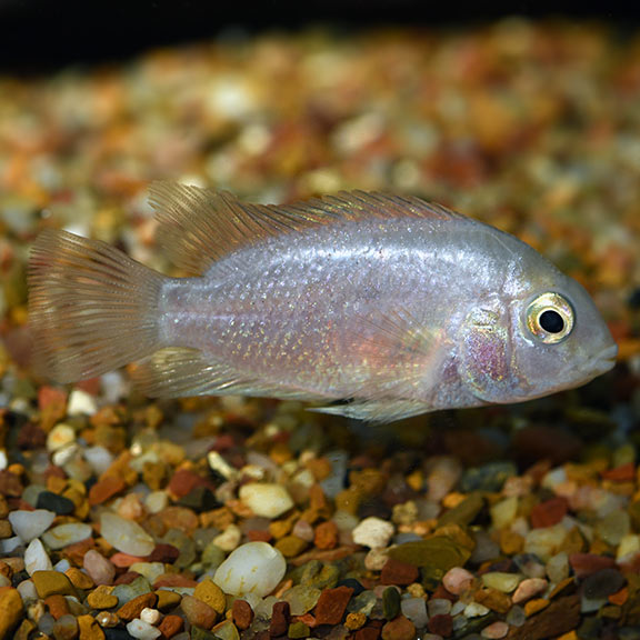 Pink Convict Cichlid: New World Cichlids for Freshwater Aquariums