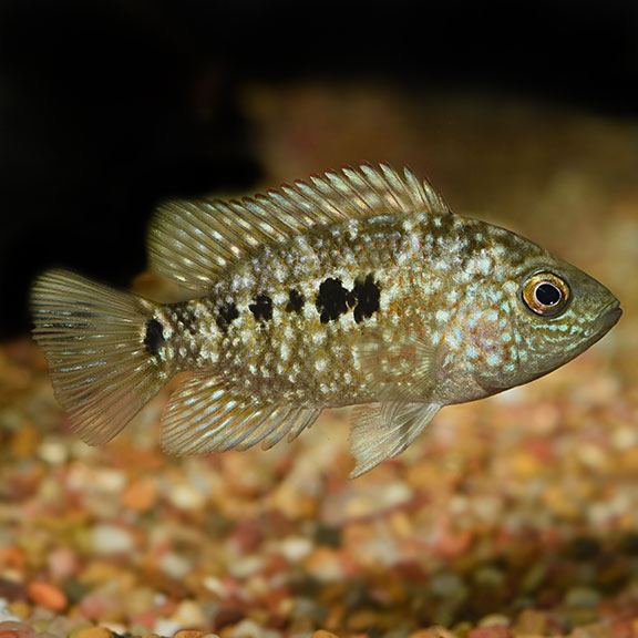 Texas Cichlid Freshwater Aquarium Fish