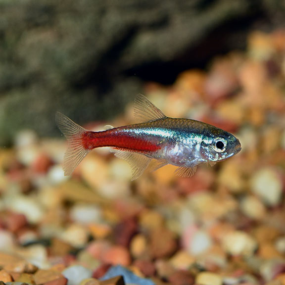 Neon Tetras