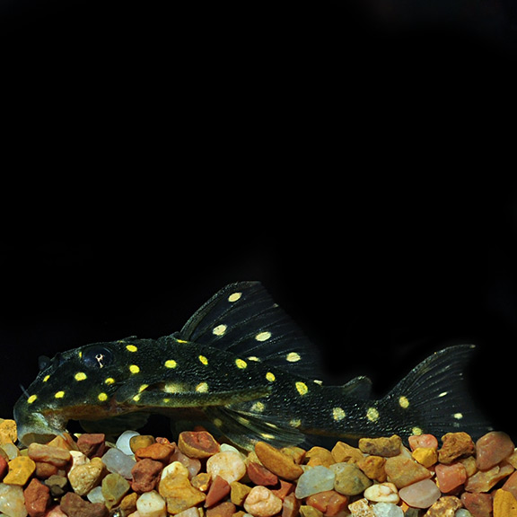 Gold Spotted L 136 Plecostomus Freshwater Aquarium Fish