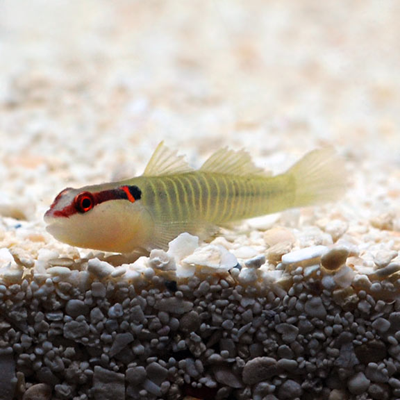 Greenbanded Goby: Saltwater Aquarium Fish